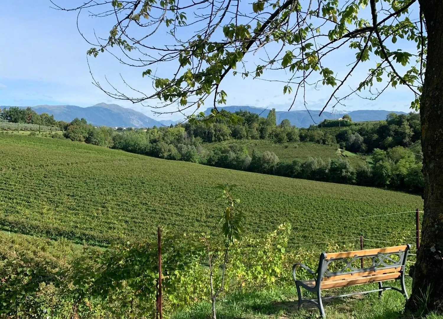Ca'Vittoria - Prosecco Experience - Unesco Conegliano 0*,